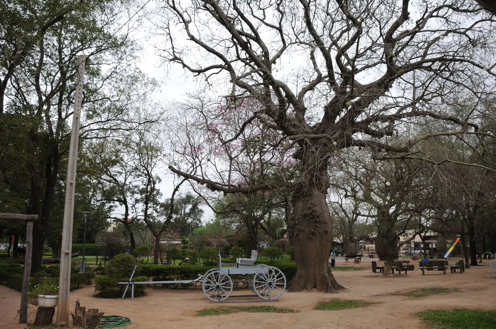 Mennoniten in Paraguay: Filadelfia, Loma Plata, Neuland