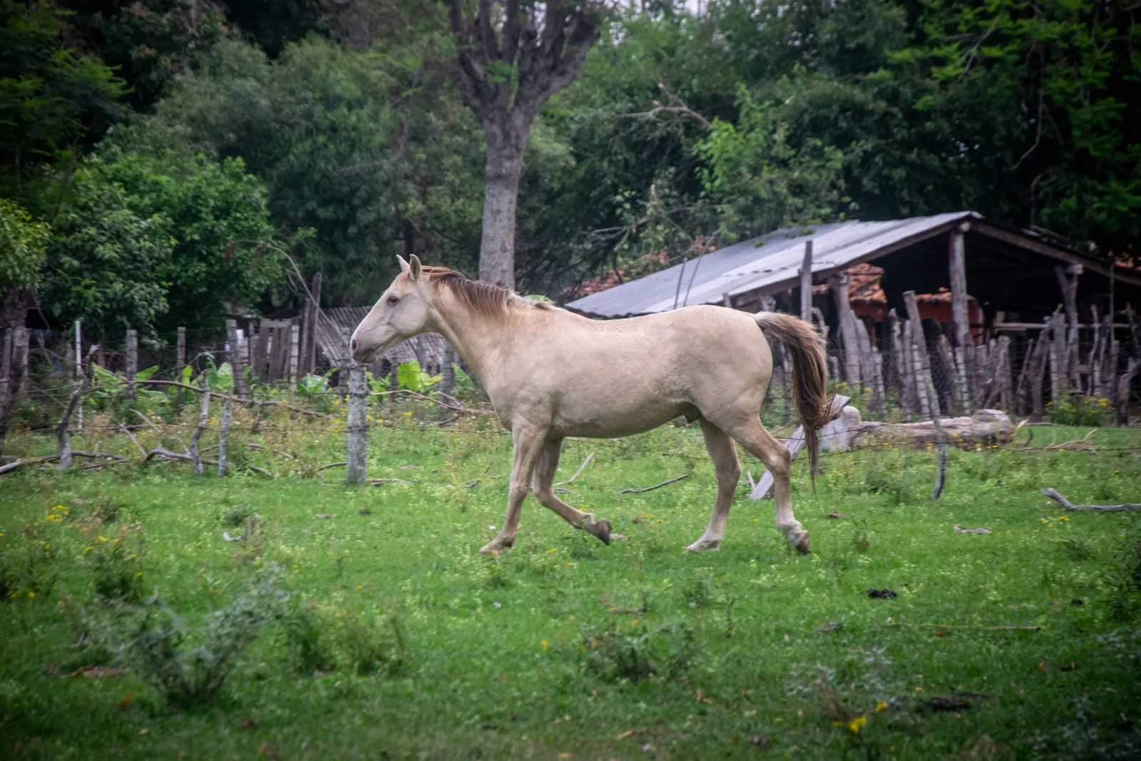 Als Selbstversorger nach Paraguay auswandern: Guide 2026