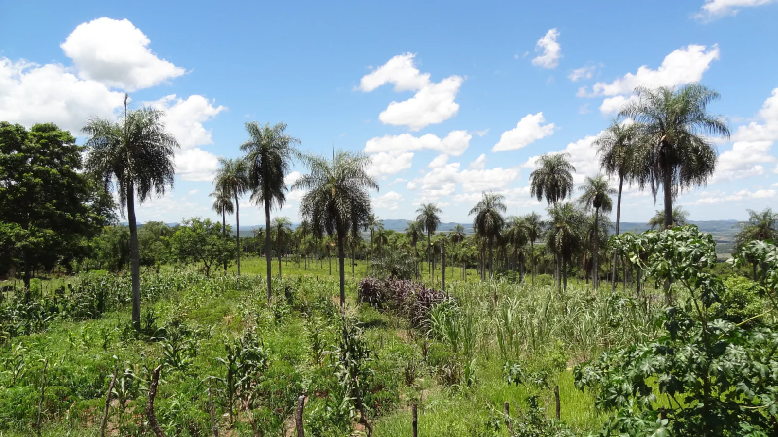 Paraguay: INDERT übergibt 12.000 Landtitel in drei Jahren